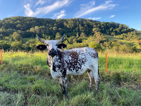Nguni: The Apocalypse Cow