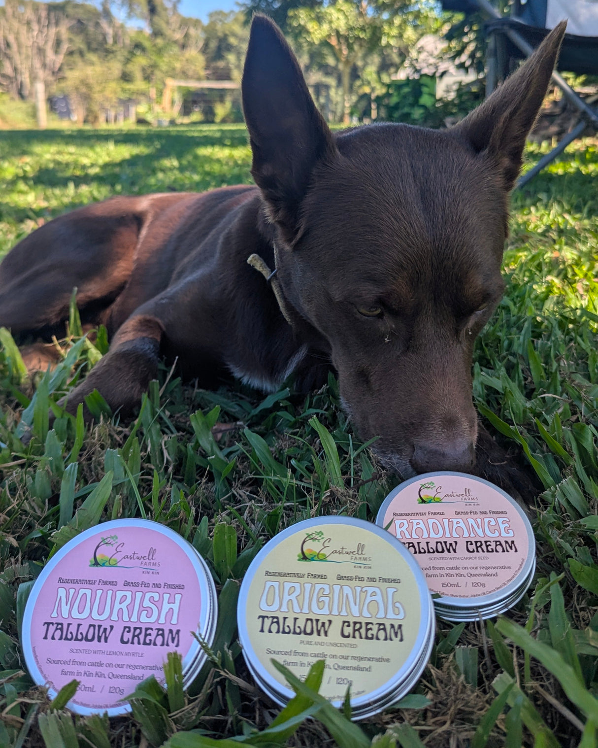 Tallow Cream Radiance with Carrot Seed