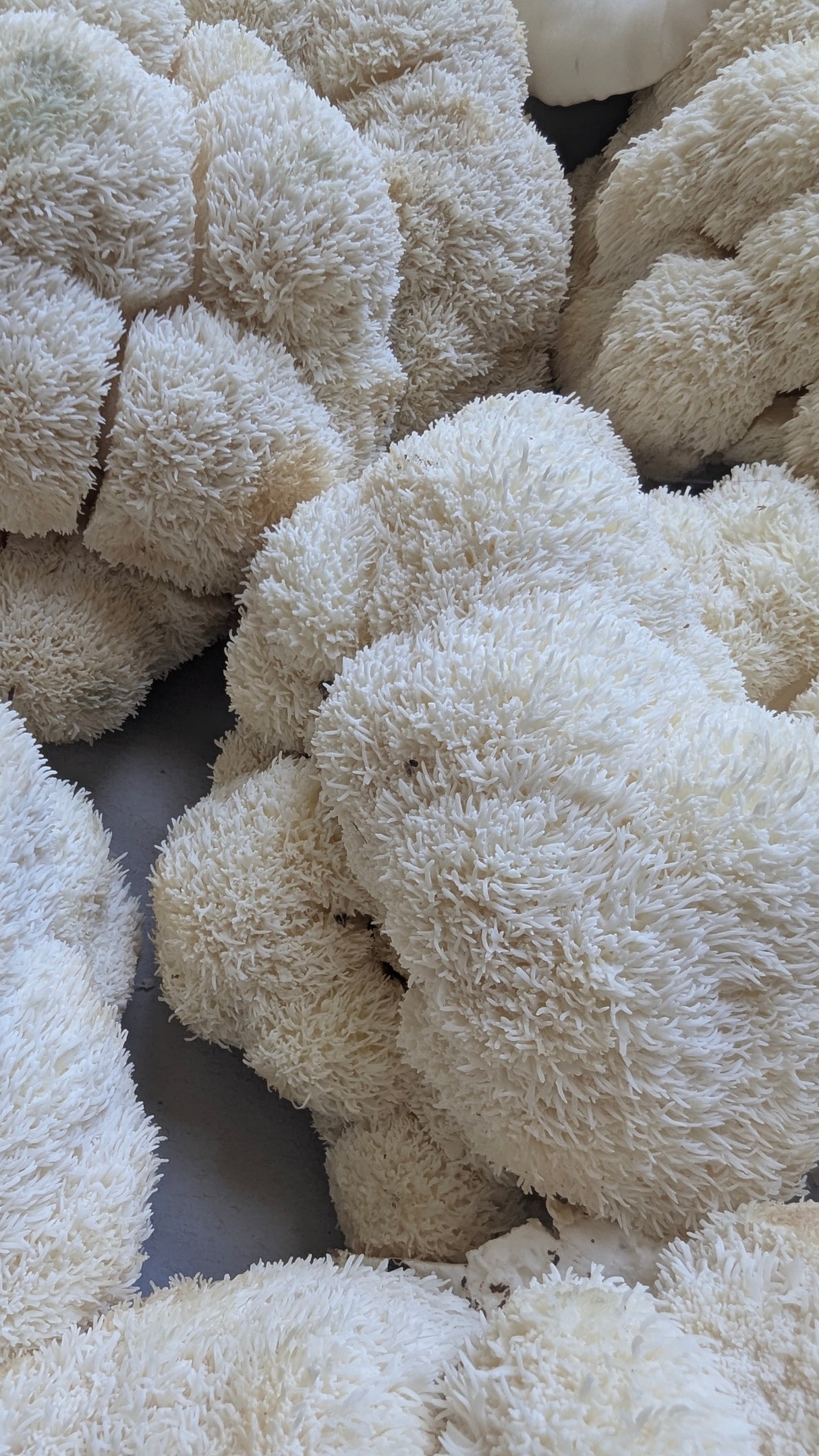 Lion's Mane Dual Extract